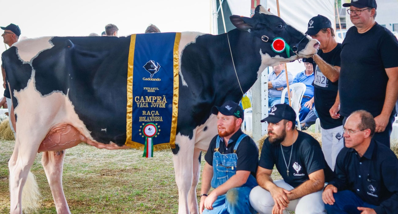 Granja da região das Missões leva três campeonatos em julgamento do gado Holandês