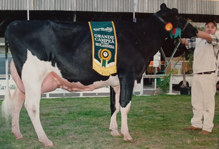 41 - Theruel Espuma Goldwyn II